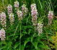 rośliny ogrodowe - Morina wielkolistna Morina longifolia - 5szt. nasion