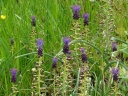 rośliny ozdobne - Szafirek miękkolistny syn.Leopolda comosa Muscari comosum - nasiona 10szt.