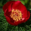sadzonki -  Piwonia delikatna (wąskolistna) Paeonia tenuifolia - 3szt. nasion