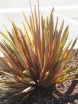 sklep ogrodniczy - Len nowozelandzki RAINBOW Rainbow Striped Hybr Tęgosz Phormium tenax - 10szt. nasion