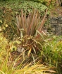 rośliny ozdobne - Len nowozelandzki RAINBOW Rainbow Striped Hybr Tęgosz Phormium tenax - 10szt. nasion