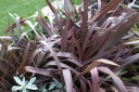 rośliny ogrodowe - Len nowozelandzki PURPUREUM Tęgosz właściwy Phormium tenax - 5szt. nasion