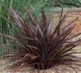 sklep ogrodniczy - Len nowozelandzki PURPUREUM Tęgosz właściwy Phormium tenax - 5szt. nasion
