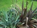 rośliny ogrodowe - Len nowozelandzki PURPUREUM Tęgosz właściwy Phormium tenax - 5szt. nasion