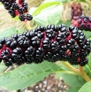 sadzonki -  Szkarłatka amerykańska Phytolacca americana - 10szt. nasion