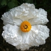 rośliny ozdobne -  Romneya coulteri Mak kalifornijski - 5szt. nasion