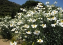 sadzonki - Romneya coulteri Mak kalifornijski - 5szt. nasion