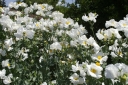 sadzonki - Romneya coulteri Mak kalifornijski - 5szt. nasion