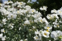 sklep ogrodniczy - Romneya coulteri Mak kalifornijski - 5szt. nasion