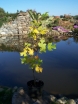rośliny ogrodowe - Tulipanowiec amerykański (Liriodendron tulipifera) 70 cm
