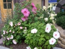 sklep ogrodniczy - Hibiscus bylinowy XXL MIX kolorów Ketmia- 10szt. nasion