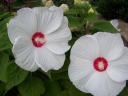 sklep ogrodniczy - Hibiscus bylinowy XXL MIX kolorów Ketmia- 10szt. nasion