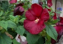 rośliny ogrodowe - Hibiscus bylinowy XXL MIX kolorów Ketmia- 10szt. nasion