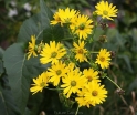 rośliny ogrodowe -  Rożnik przerośnięty Silphium perfoliatum /P11 *K7