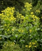 rośliny ozdobne - Rożnik przerośnięty Silphium perfoliatum /P11 *K7