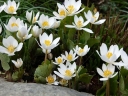 sadzonki - Sangwinaria kanadyjska Sanguinaria canadensis - 10szt. nasion
