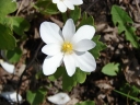 sadzonki - Sangwinaria kanadyjska Sanguinaria canadensis - 10szt. nasion