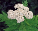 rośliny ozdobne -  Wrotycz wielkolistny Wolfie's Choice Tanacetum macrophyllum - 10szt. nasion