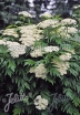 rośliny ozdobne - Wrotycz wielkolistny Wolfie's Choice Tanacetum macrophyllum - 10szt. nasion