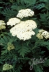 sklep ogrodniczy - Wrotycz wielkolistny Wolfie's Choice Tanacetum macrophyllum - 10szt. nasion