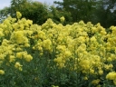 sklep ogrodniczy - Rutewka żółta Thalictrum lucidum - 10 szt. nasion