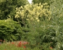 rośliny ozdobne - Rutewka żółta Thalictrum lucidum - 10 szt. nasion
