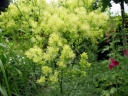 rośliny ogrodowe - Rutewka żółta Thalictrum lucidum - 10 szt. nasion