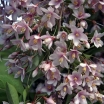 sadzonki -  Styrak japoński Pink Chimes (Styrax japonica) C4/60cm *K11