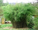 rośliny ogrodowe - Bambus ogrodowy GREAT WALL Fargesia nitida C7,5/120-150cm *6
