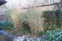 rośliny ogrodowe - Bambus ogrodowy GREAT WALL Fargesia nitida C7,5/120-150cm *6