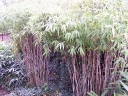 sadzonki - Bambus ogrodowy GREAT WALL Fargesia nitida C7,5/120-150cm *6
