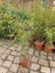 sklep ogrodniczy - Bambus ogrodowy GREAT WALL Fargesia nitida C7,5/120-150cm *6