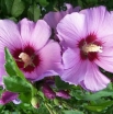sklep ogrodniczy -  Hibiscus wąskokolumnowy PURPLE PILLAR syn. Gandini Santiago Ketmia syryjska C2,5/50-60cm *6