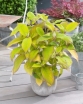 sadzonki - Hortensja kosmata GOLDRUSH 'Giel'® Hydrangea aspera /C5 *K19