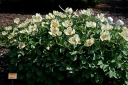 rośliny ozdobne - Piwonia Młokosiewicza Paeonia mlokosewitschii /C2