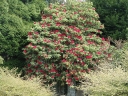 rośliny ozdobne -  Różanecznik drzewiasty Różanecznikowe drzewo Rhododendron arboreum C3/30-40cm