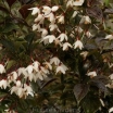 sadzonki -  Styrak japoński PURPLE DRESS Styrax japonica C10/1,2-1,6m