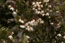 sadzonki - Styrak japoński PURPLE DRESS Styrax japonica C10/1,2-1,6m