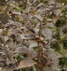 rośliny ozdobne - Styrak japoński PURPLE DRESS Styrax japonica C10/1,2-1,6m