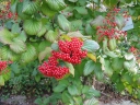 sklep ogrodniczy - Kalina lipowa BURGUNDY K.szorstkowłosa Viburnum dilatatum C3/40-50cm