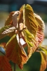 rośliny ogrodowe - Kalina lipowa BURGUNDY K.szorstkowłosa Viburnum dilatatum C3/40-50cm