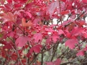 rośliny ozdobne - Kalina amerykańska WENTWORTH® Viburnum trilobum V. americanum C4/30-40cm