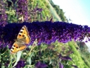 sklep ogrodniczy - Budleja Dawida mieszanka kolorów - nasiona -  Buddleja davidii