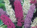 sadzonki - Budleja Dawida mieszanka kolorów - nasiona -  Buddleja davidii