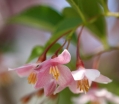 rośliny ozdobne - Styrak japoński Pink Chimes (Styrax japonica) C4/60cm *K11