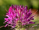 rośliny ozdobne -  Kleome ciernista Cleome spinosa - 0,5g nasion