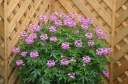 rośliny ogrodowe - Kleome ciernista Cleome spinosa - 0,5g nasion