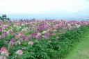 sadzonki - Kleome ciernista Cleome spinosa - 0,5g nasion