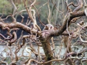 sklep ogrodniczy - Robinia akacjowa TORTUOSA Robinia pseudoacacia - 10szt. nasion