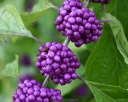 rośliny ogrodowe -  Pięknotka karłowa ISSAI Callicarpa dichotoma - 30szt. nasion